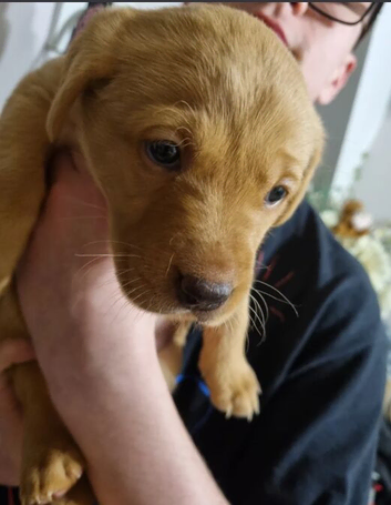 **Beautiful Labrador Retriever Puppies &ndash; 2 Boys & 5 Girls Available**