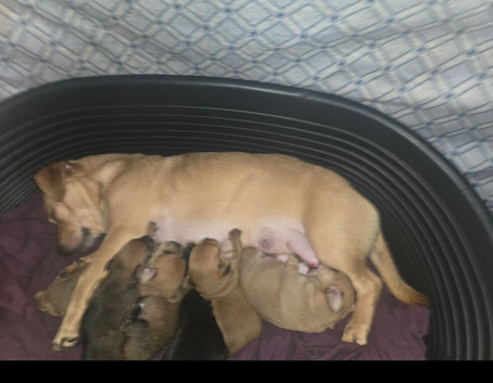 6 chug puppys ready on 5 July