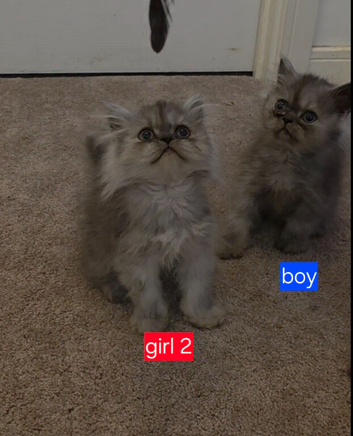 Beautiful Silver Persians. 1 boy 2 girls left