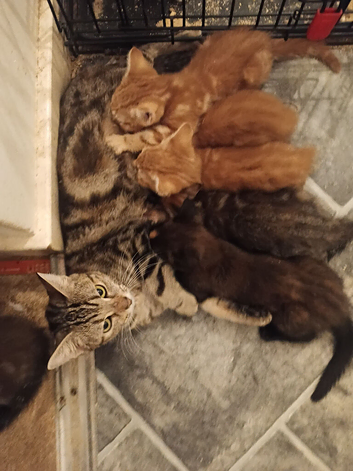 5 kittens 9 weeks old