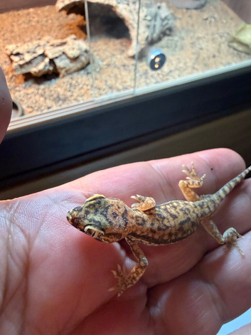 3 dune geckosand full set up