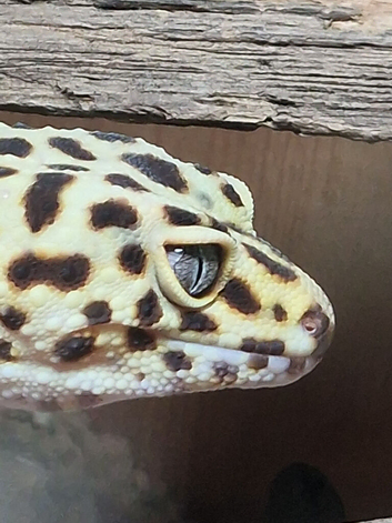 Female leopard gecko