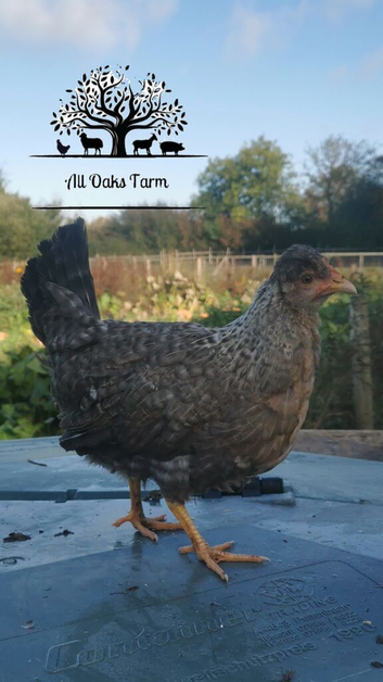 Eggcellent hens ready now