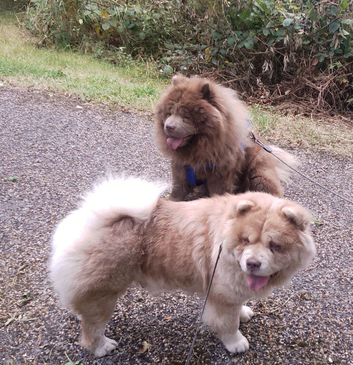 Rare exotic chow chow puppies lilac tan X cream merle