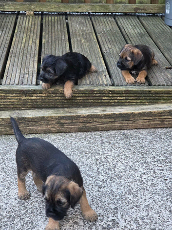 3 border terrier puppies for sale