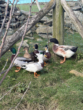 4x Male Magpie/Mallard Call Ducks