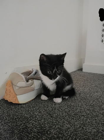 Black and white snowboot kittens