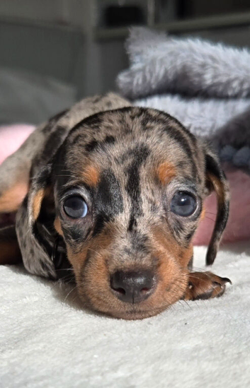 Stunning Miniature Dachshunds