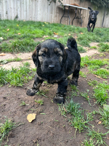 Gorgeous Schnocker puppies