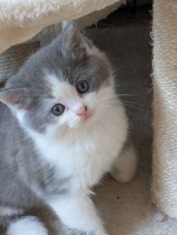 STUNNING PEDIGREE CHINCHILLA PERSIAN CROSS BRITISH BLUE SHORTHAIR