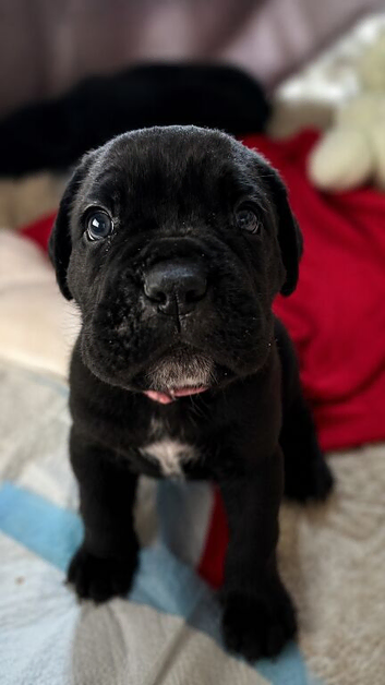 6 Canecorso puppies/ 4 male 2 female