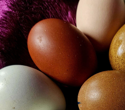 12 Rainbow hatching eggs - Marsbar, Legbar, Arcanas, Pinta Pita Asturiana, Bresse, Australorp, Polish, Olive, Naked Neck etc