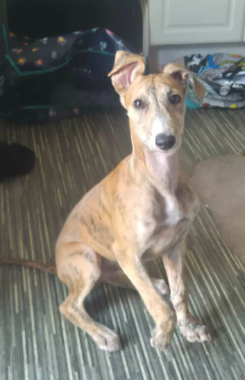 Lurcher pup for sale