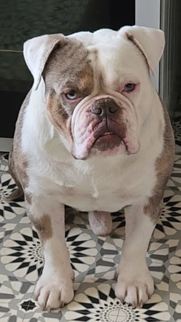 4 year old Male old English Bulldog for Sale