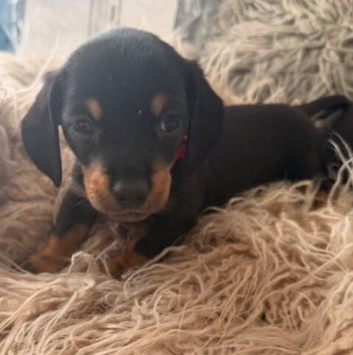 Mini Dachshund Puppy