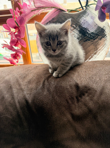 1 kittens for sale