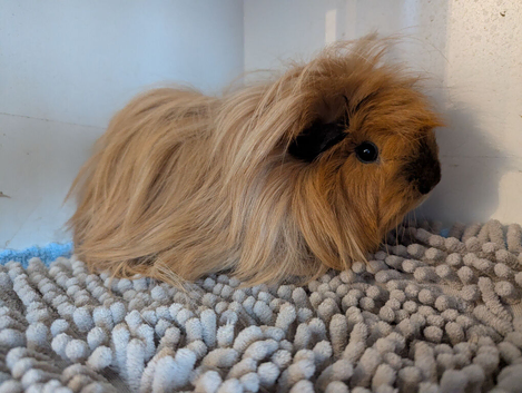 2 female guinea pigs