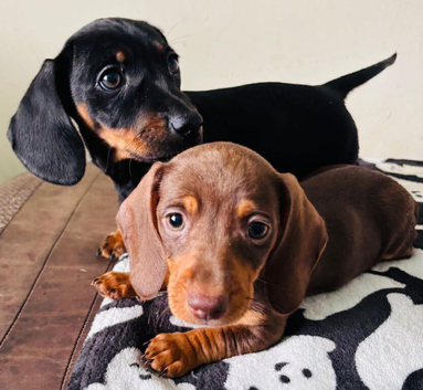 2 miniature dachshund pups left