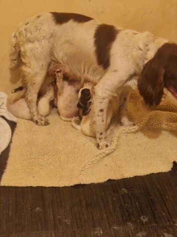 Sprocker spaniel puppies