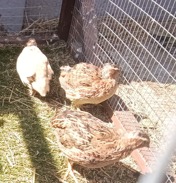 Male Quail