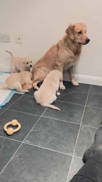 Golden retriever puppy