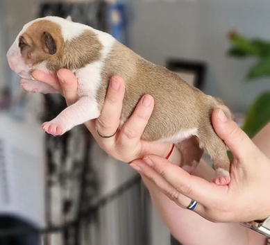 English bull terrier puppies