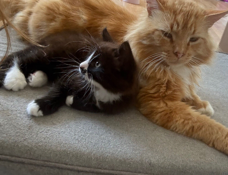 Gorgeous Siamese x Mainecoon tuxedo kitten