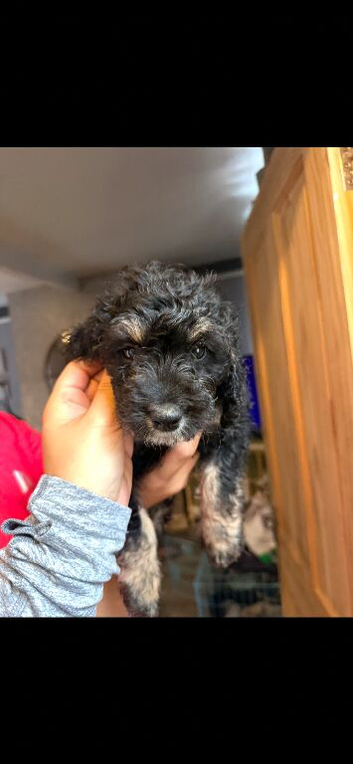 18WEEKS Female cockerpoo puppy