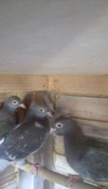 Miler pigeons sdu