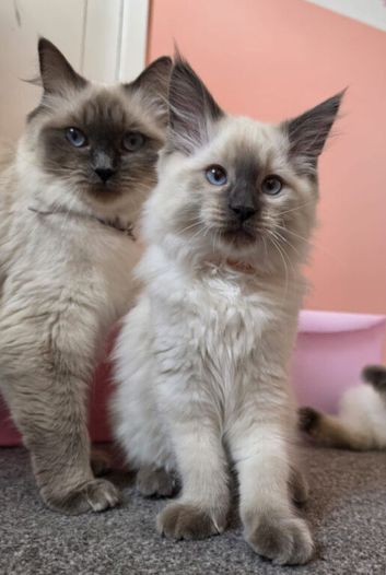 Ragdoll