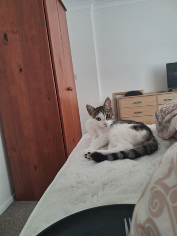 2 6month old kittens female sister