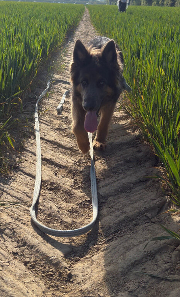 Gorgeous blue and tan German shepherd