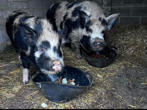1-2 boar kune kune pigs