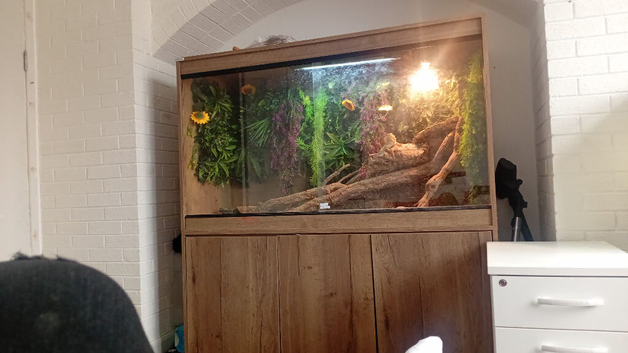 Female breaded dragon and full set up