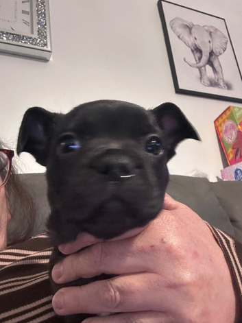 Frenchy cross staffy pups for sale