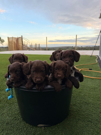 Sprocker spaniel puppies