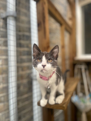 Quarter Maine coone x bengal mixed