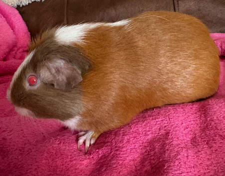 Guinea pig boar patch Tri colour