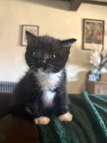Ragdoll cross kittens