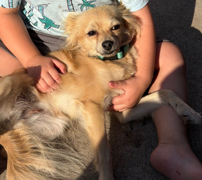 Papillon x Pomeranian