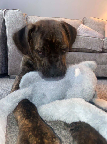 Rehoming due to allergic