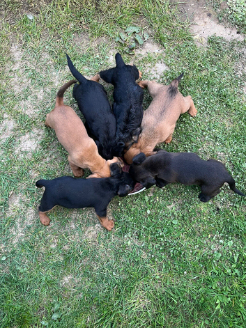 Cockerdale pups (cocker spaniel x patterdale)