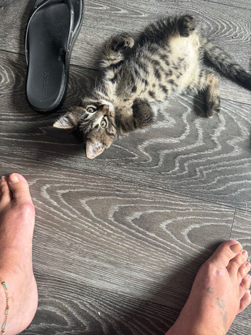 Super cute kittens