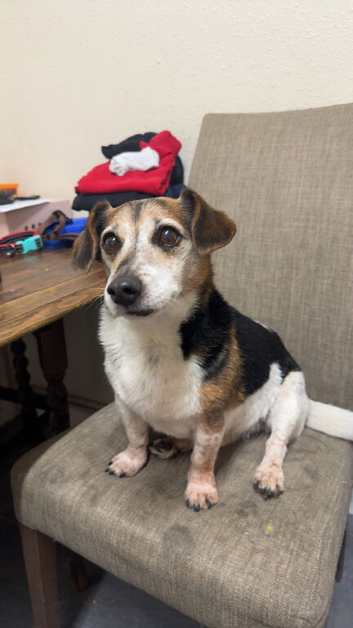 Jack Russell cross
