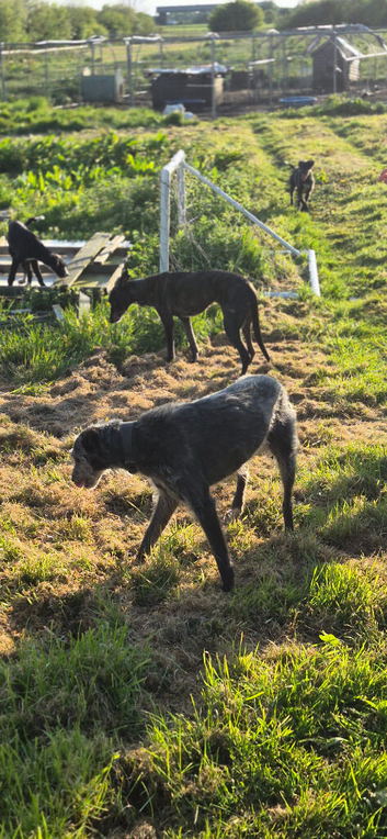 Bull Lurcher