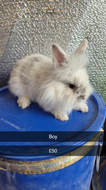 Friendly Baby Rabbits