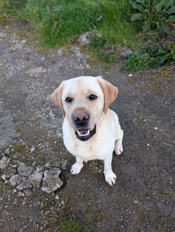 KC registered male Labrador