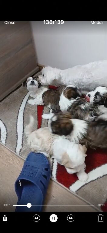 Maltese mix Havanese puppies