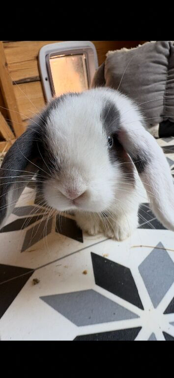 Baby mini lop