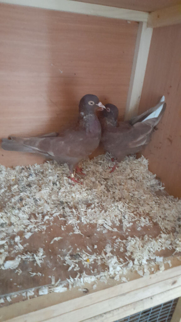 6 pigeons